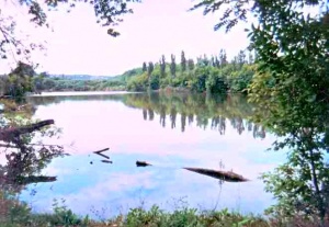 Проводится проверка по факту массовой гибели водных биологических ресурсов в реке Темерник