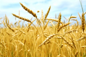 Донской союз зернопроизводителей вступил в Российский Зерновой Союз
